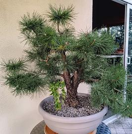 Pre bonsai pino silvestre