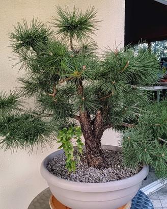 Pre bonsai pino silvestre