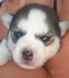 Husky siberiano