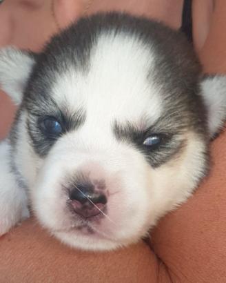 Husky siberiano