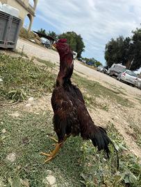 Shamo gallo