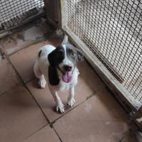 Cane da tartufo VENDUTA