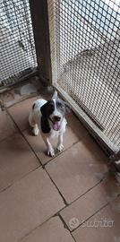 Cane da tartufo VENDUTA