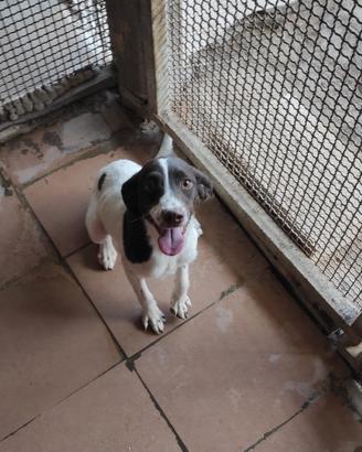 Cane da tartufo VENDUTA