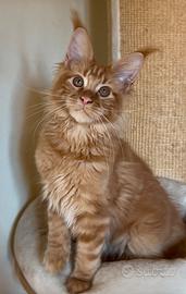 Cucciolo di Maine coon con pedigree