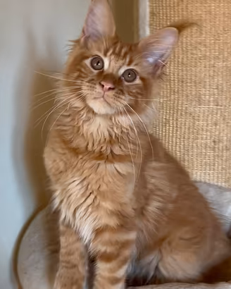 Cucciolo di Maine coon con pedigree