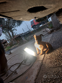 Cucciolo pinscher nano