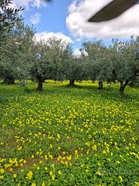 Terreno edificabile ampia metratura