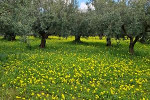 Terreno edificabile ampia metratura