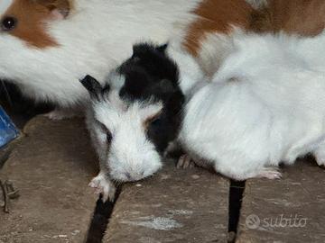 Porcellini d'india cavie peruviane