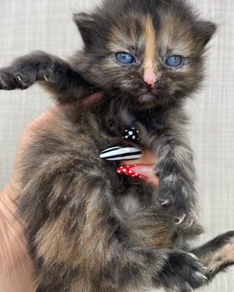 Gattina femmina cucciola simil siberiana