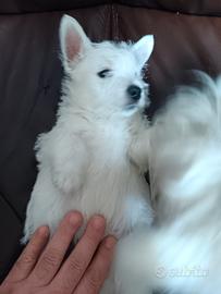 West highland white terrier con pedigree enci
