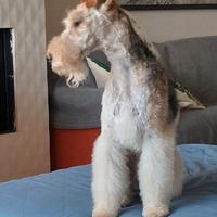 Fox terrier per monta