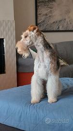 Fox terrier per monta