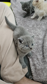 Scottich Straight e Scottich Fold