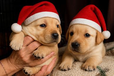 Labrador cuccioli