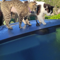 Irina e Nefertiti IN COPPIA