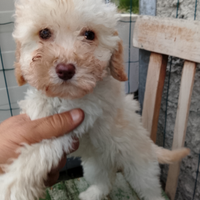 Barboncino toy femmine