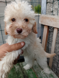 Barboncino toy femmine