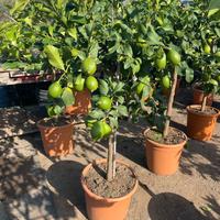 ALBERI DI AGRUMI 1,60 ALTEZZA PIENI DI FRUTTI