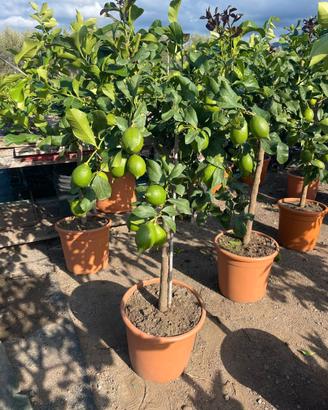 ALBERI DI AGRUMI 1,60 ALTEZZA PIENI DI FRUTTI