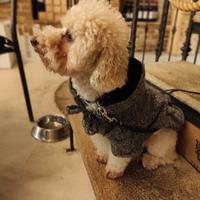 Barboncina Toy per fidanzamento