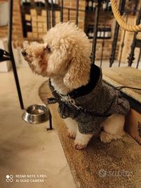 Barboncina Toy per fidanzamento