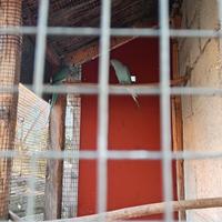 Parrocchetti dal collare