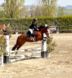 Pony tedesco X COMPLETO
