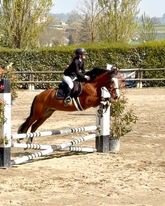 Pony tedesco X COMPLETO