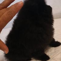 Spitz della Pomerania