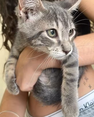 Gatto sui toni del grigio