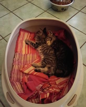 Gattini a Vercelli