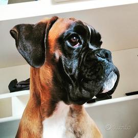 Fidanzata per Gandalf