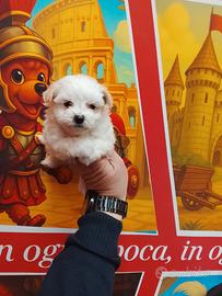 Barboncino mini toy femmina