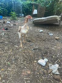 Gallina o shamo età 12 mesi