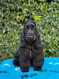 Cocker spaniel inglese