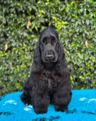 Cocker spaniel inglese