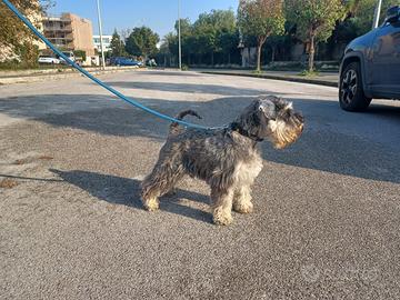 Schnauzer nano pepe e sale femmina pedigree