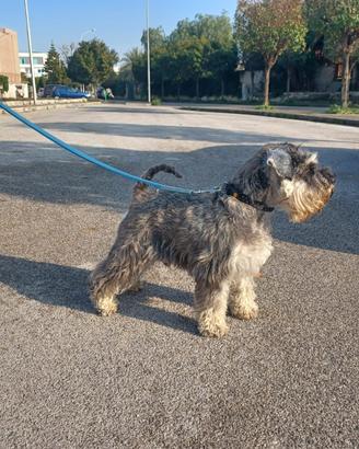 Schnauzer nano pepe e sale femmina pedigree