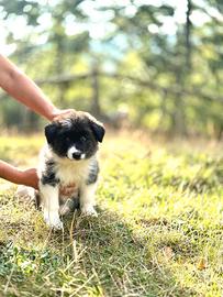 Cuccioli border collie black e white
