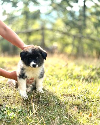 Cuccioli border collie black e white