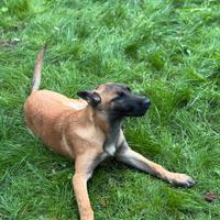 Pastore belga Malinois 4 mesi