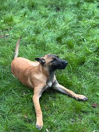 Pastore belga Malinois 4 mesi