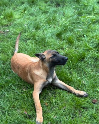 Pastore belga Malinois 4 mesi