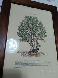 RARA Cornice con xilografia Mattioli botanica rusc
