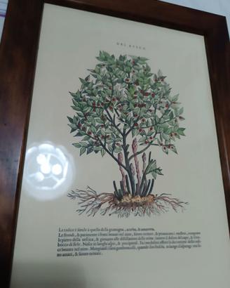 RARA Cornice con xilografia Mattioli botanica rusc