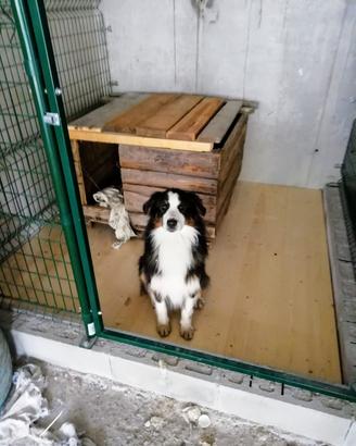 Serraglio cani
