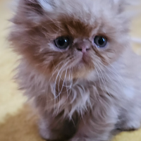 Gatto persiano ipertipico