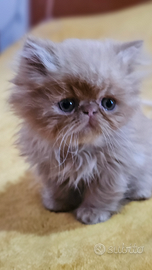 Gatto persiano ipertipico